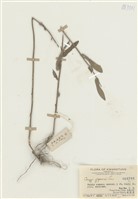 藏品(白酒草)的圖片